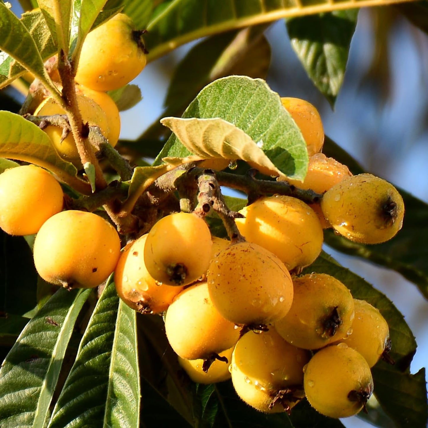 Loquat Plant Live 3 Gallon Pot, Seedling Tropical Outdoor Fruit Tree, Golden Loquat for Growing, 2 to 3 Ft Tall, No Ship to CA