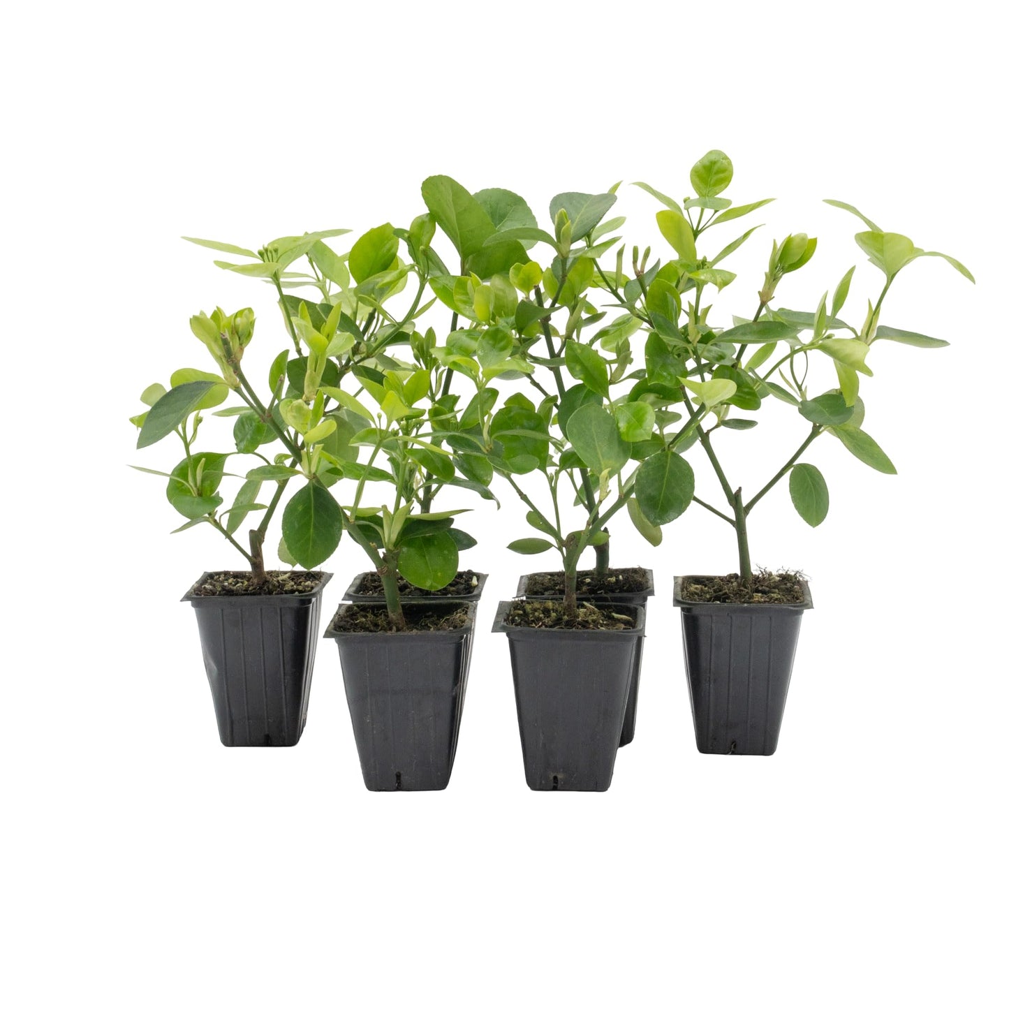 6 Live Manhattan Euonymus Plants (Euonymus Kiautschovicus ‘Manhattan’) – Evergreen Shrub for Hedges, Thriving in 2.5” Nursery Cubes