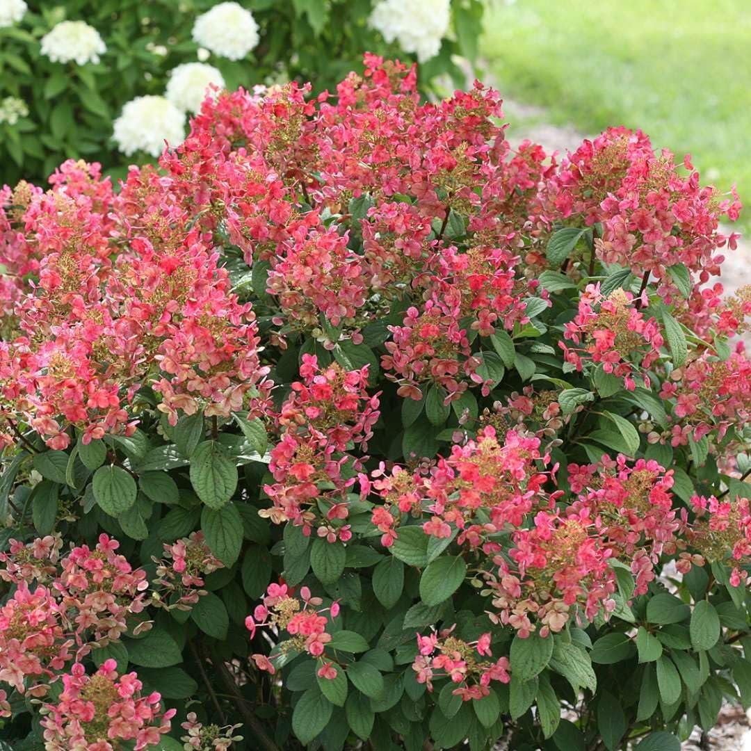 Live Plant - 2 Little Quick Fire Panicle Hydrangea Petite Dwarf Shrubs, 6-12" Tall, Quart Pot