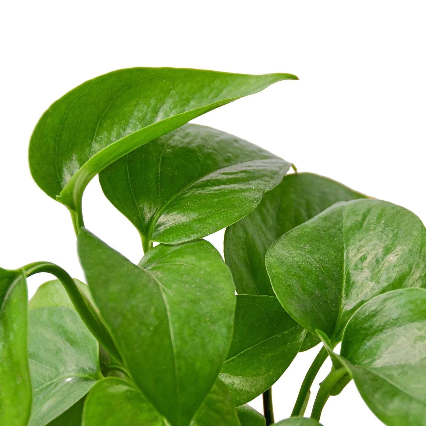 Pothos 'Green Queen' | Live Plant for Indoor & Outdoor | for Living Room, Office, Bathroom | (4" Pot)