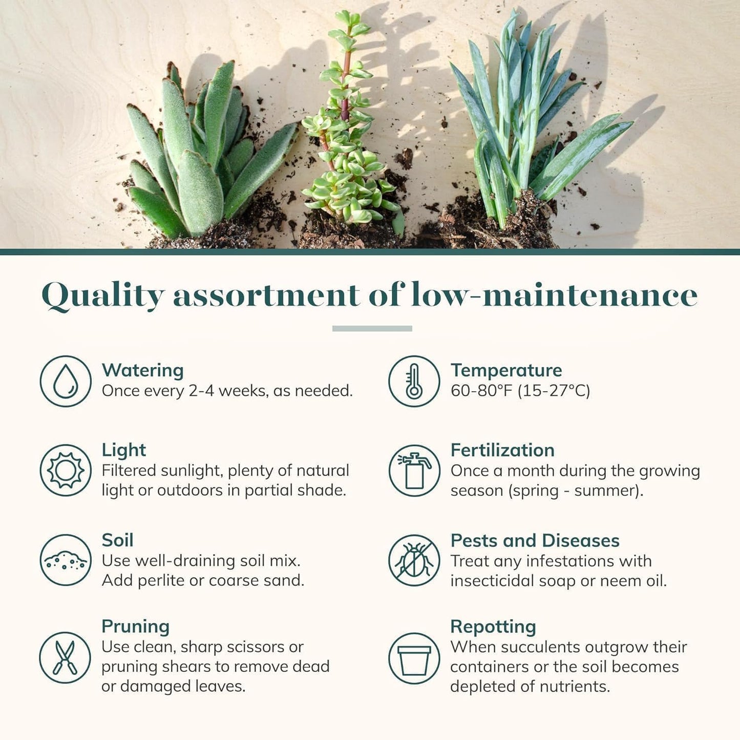 Shop Succulents Endless Summer Succulent Pack Collection - Live Mini Succulent Plants, Low Maintenance, Colors & Textures - Wedding and Party Favors, Gift & Garden, Pack of 12