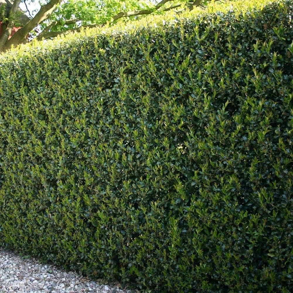 Dwarf Burford Holly | 1 Live Quart Size Plant | Ilex Burfordi Evergreen Hedge Red Berries Shrub Tree