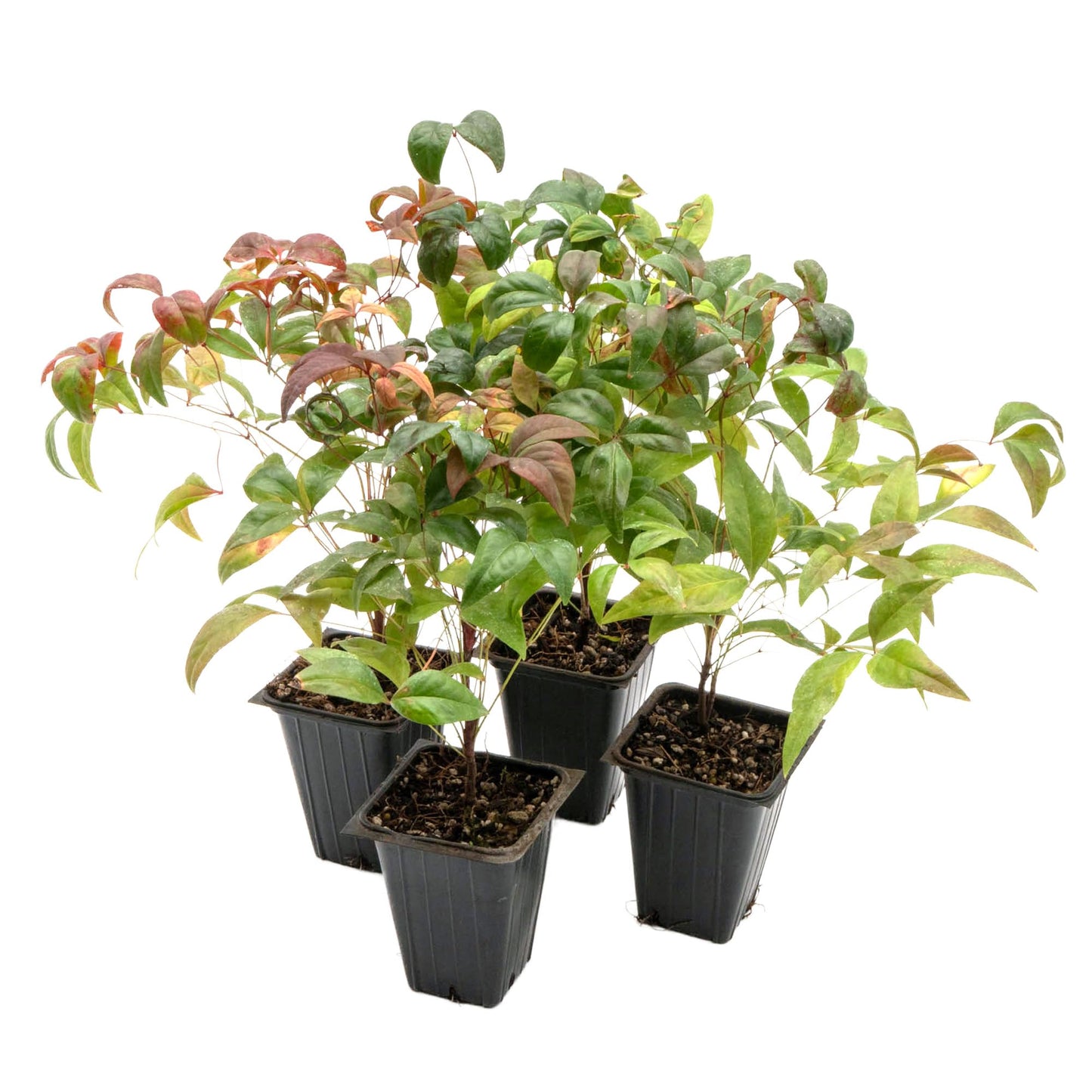 4 Fire Power Heavenly Bamboo in 2.5” Nursery Cubes (Nandina domestica 'Fire Power') | Dwarf Evergreen Shrub with Bright Red Foliage and Compact Growth | Live Starter Plants