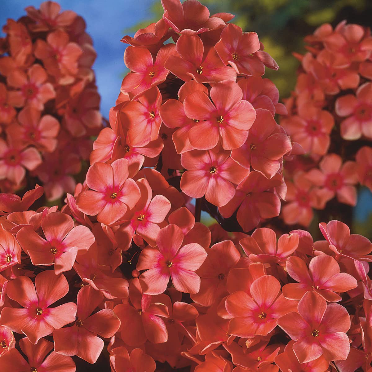 Van Zyverden Tall Phlox Paniculata Orange Perfection Set of 5 Roots
