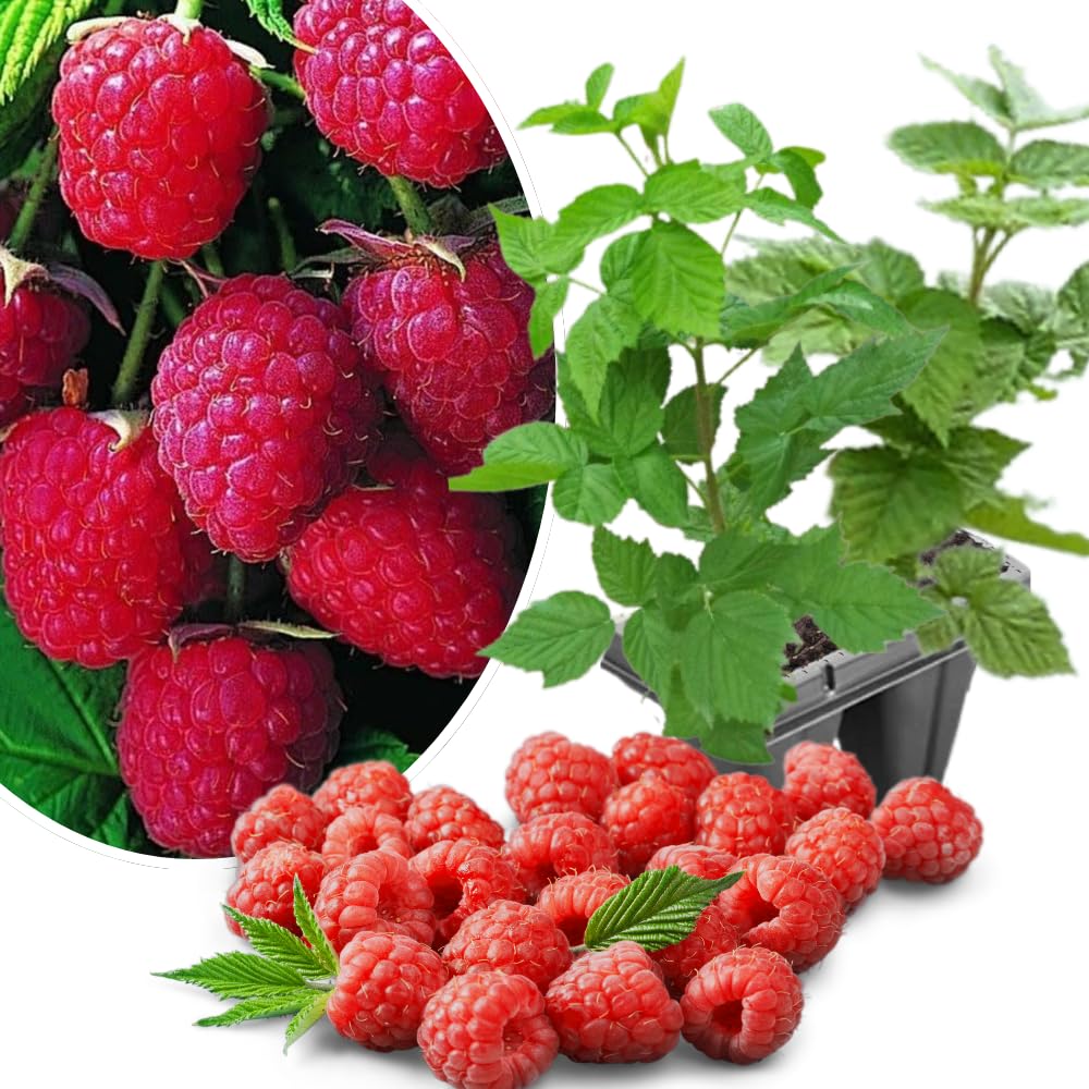 2-Pack Raspberry Plants Live, Raspberry Bushes Live Plants Well-Rooted, 5-9 Inch Tall, Raspberry Fruits (Caroline Red Raspberry)