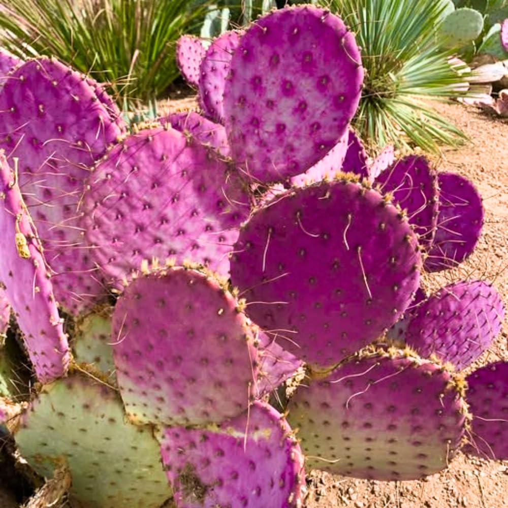 Purple Prickly Pear Cactus Plant Live Potted, 3-5 Inch Tall, Prickly Cactus Live Plant Indoor Outdoor