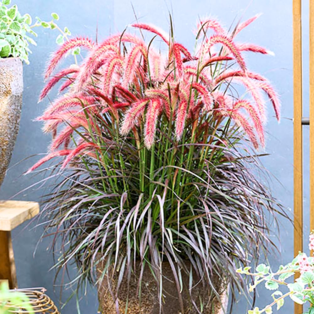 2 Red Fountain Grass Plants Live, Deep Burgundy Ornamental Grass Live Plants for Planting, 4-7" Tall, Well Rooted