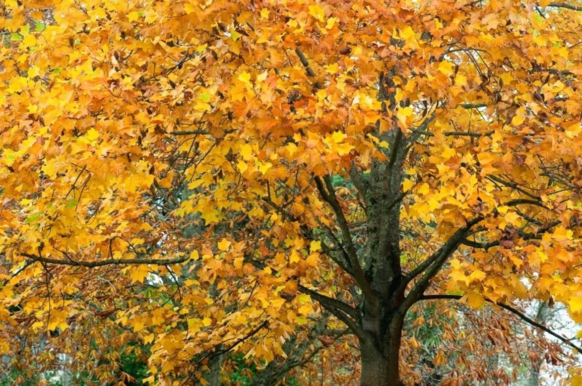 2 Tulip Poplar Trees - 18-24" Tall Live Plants - American Tulip Tree Seedlings - Liriodendron tulipifera - (2 Pack)