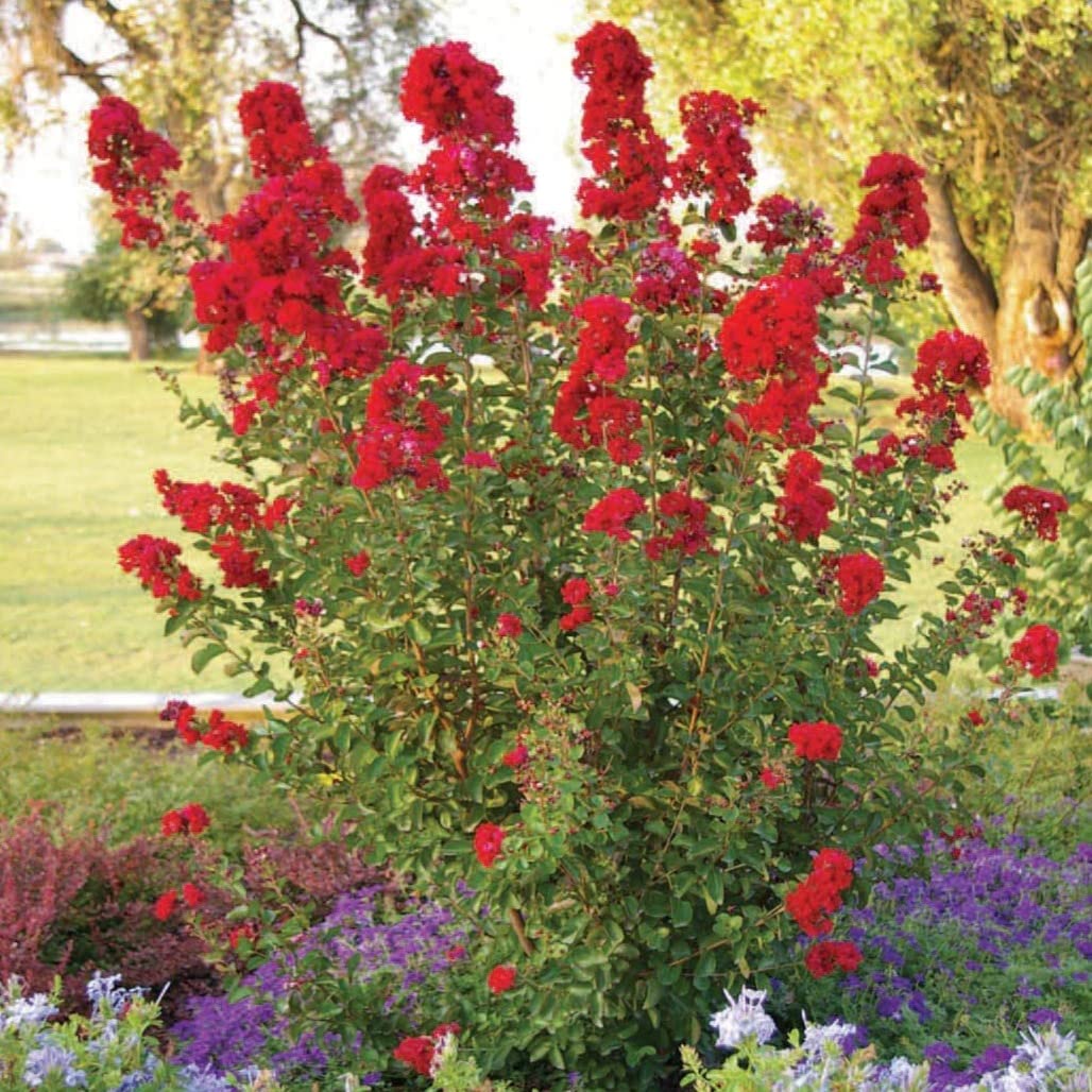 TriStar Plants - Red Scarlet Crape Myrtle, 1 Gallon Trade Pot - Lagerstroemia, Crepe Myrtle, Red Crape Myrtle, Southern Myrtle, Flowering Shrub, Flowering Tree, Healthy Established Roots
