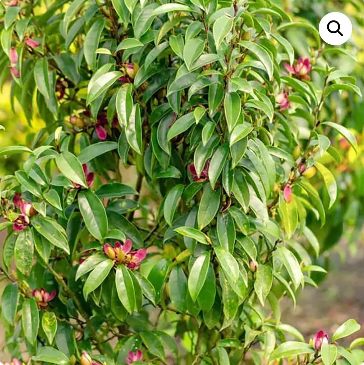 Live Plant - Stellar RubyMagnolia Hybrid TreeSMALL Starter Plant-Ruby Banana Scented Blooms