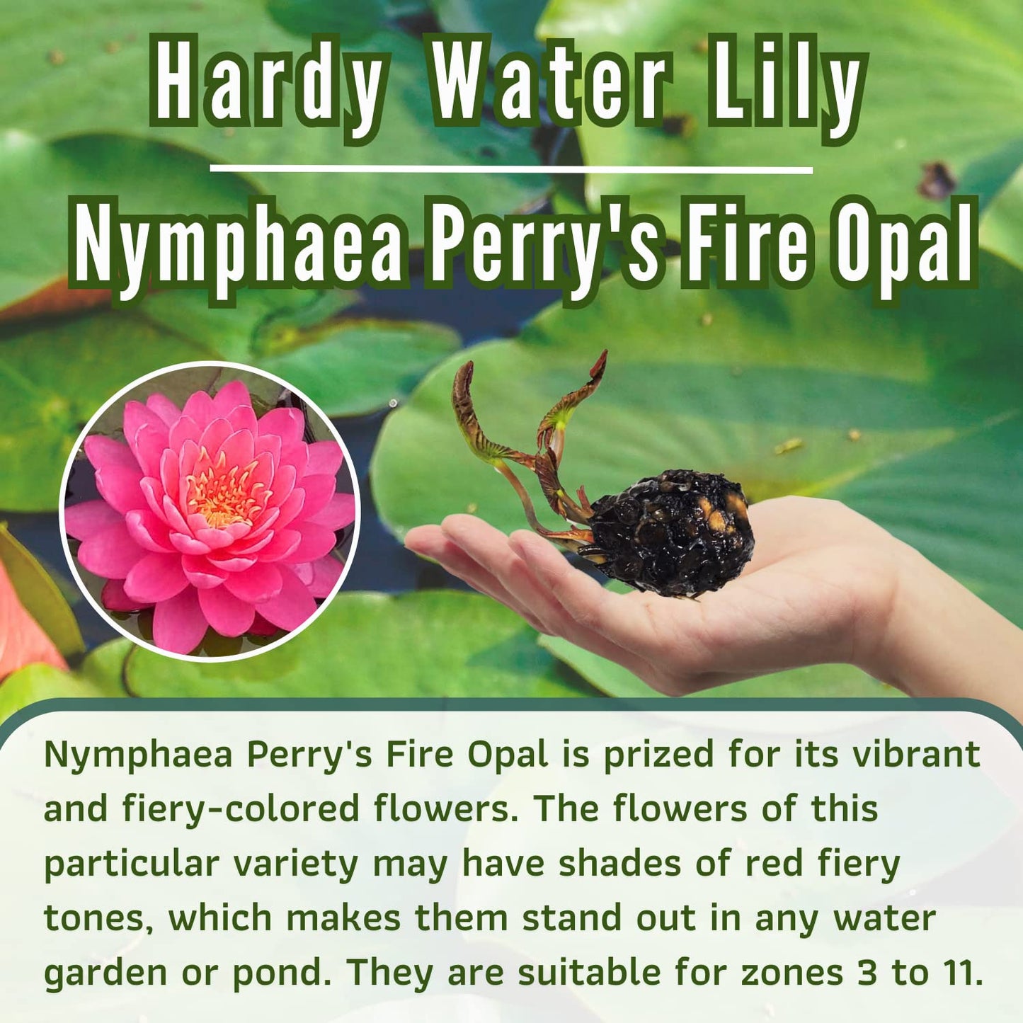 Mainam Mixed Colorful Hardy Water Lily Tuber Live Aquarium Plant for Freshwater Fish Pond Balcony Buy 2 GET Fertilizer Free (Red Nymphaea Perry's Fire Opal)