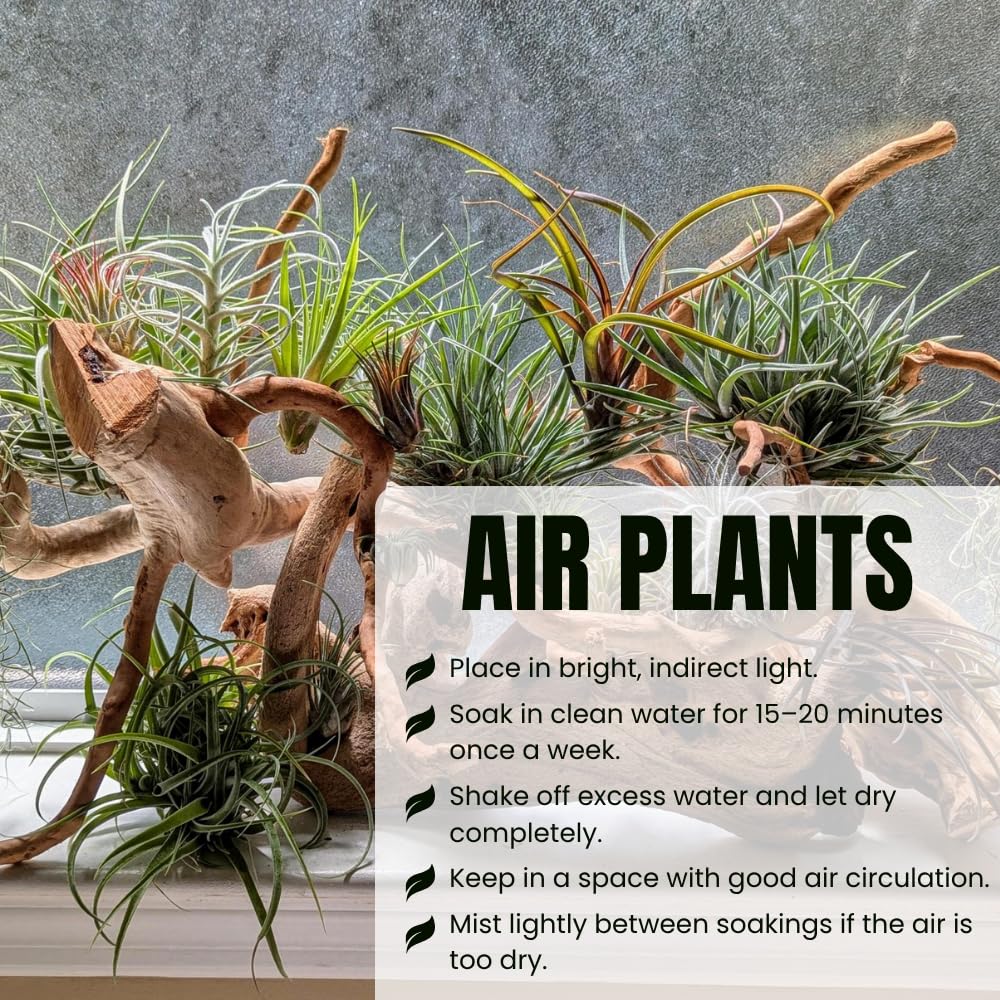 Pack 12 Mixed Ionantha Air Plants, Live Tillandsia, Bulk Airplants, Easy Care Houseplants for Indoor and Outdoor Planting