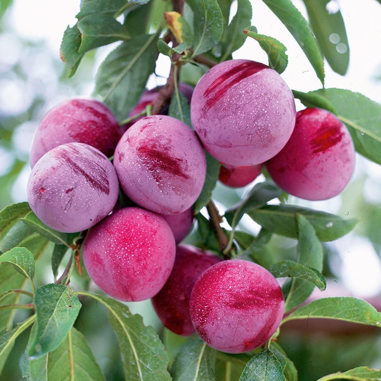 150+ Tropical Beach Plum Fruit Tree Seeds for Planting Outdoor- Non-GMO Heirloom Prunus Maritima Growing Your Own Delicious Fruit in Garden