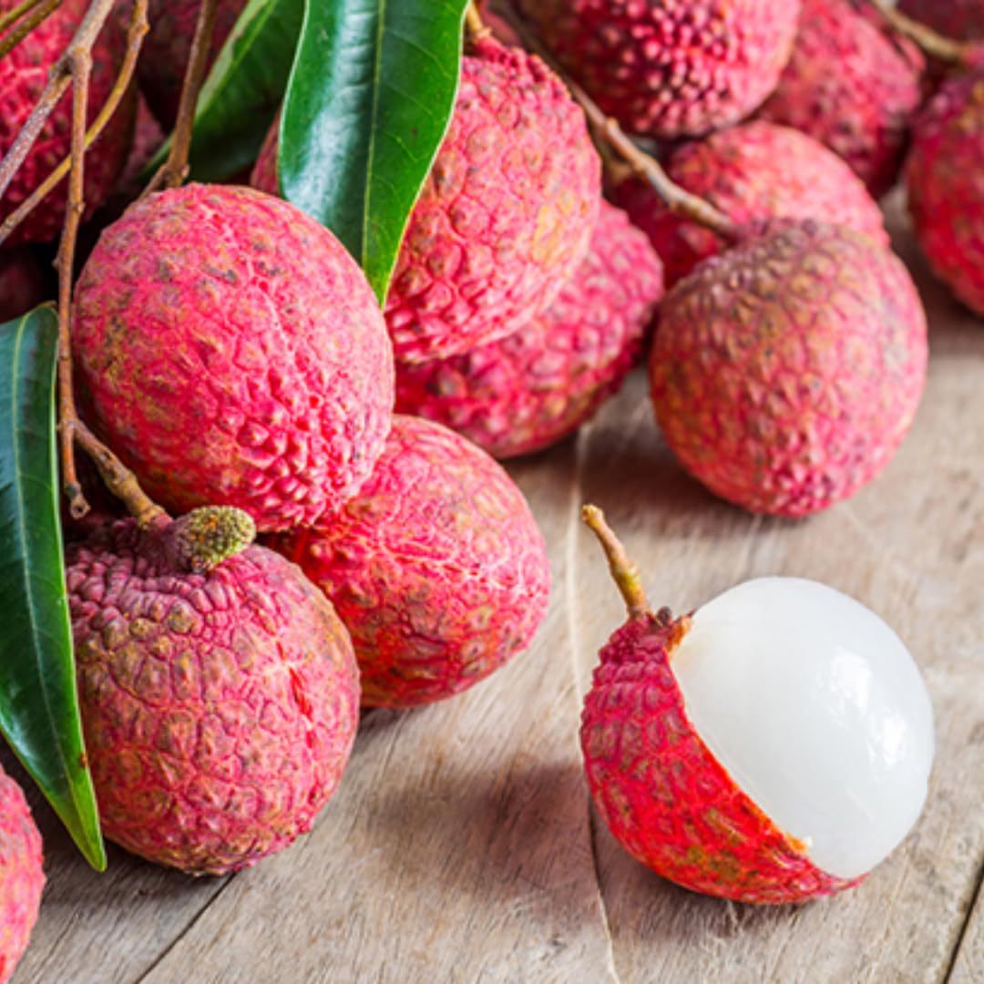 Lychee Fruit Tree Plant, Half Gallon Pot, Lychee Plant Live Sweet Fruit Plant, 10 to 11 Inc Tall