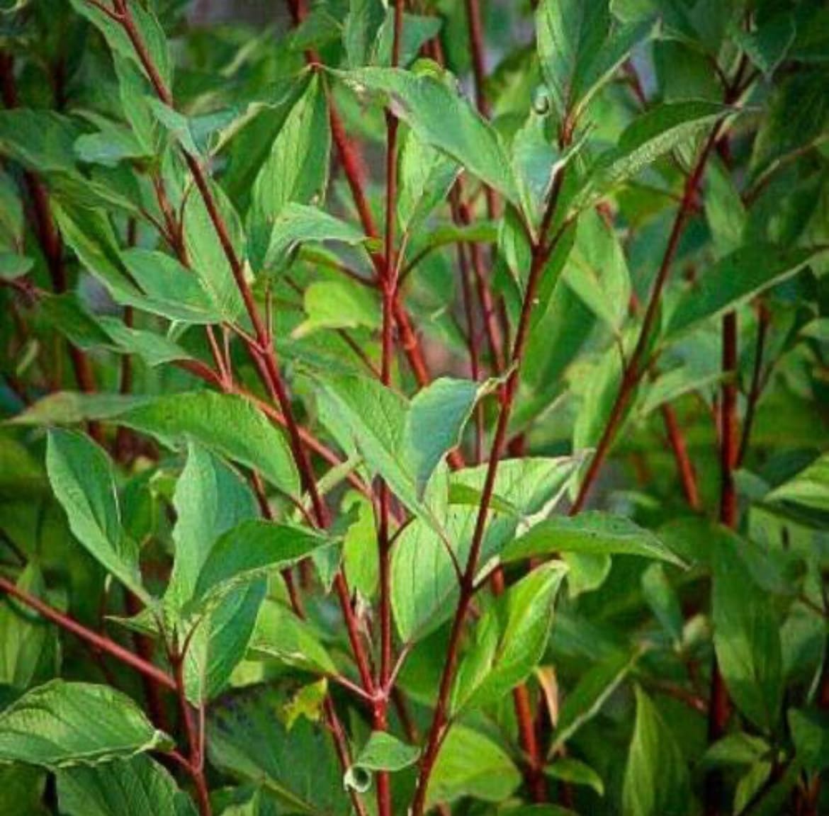 Red Twig Dogwood Shrub/Bush - (Red Osier) - 6-12" Tall - Quart Pot - Live Plant - Cornus sericea