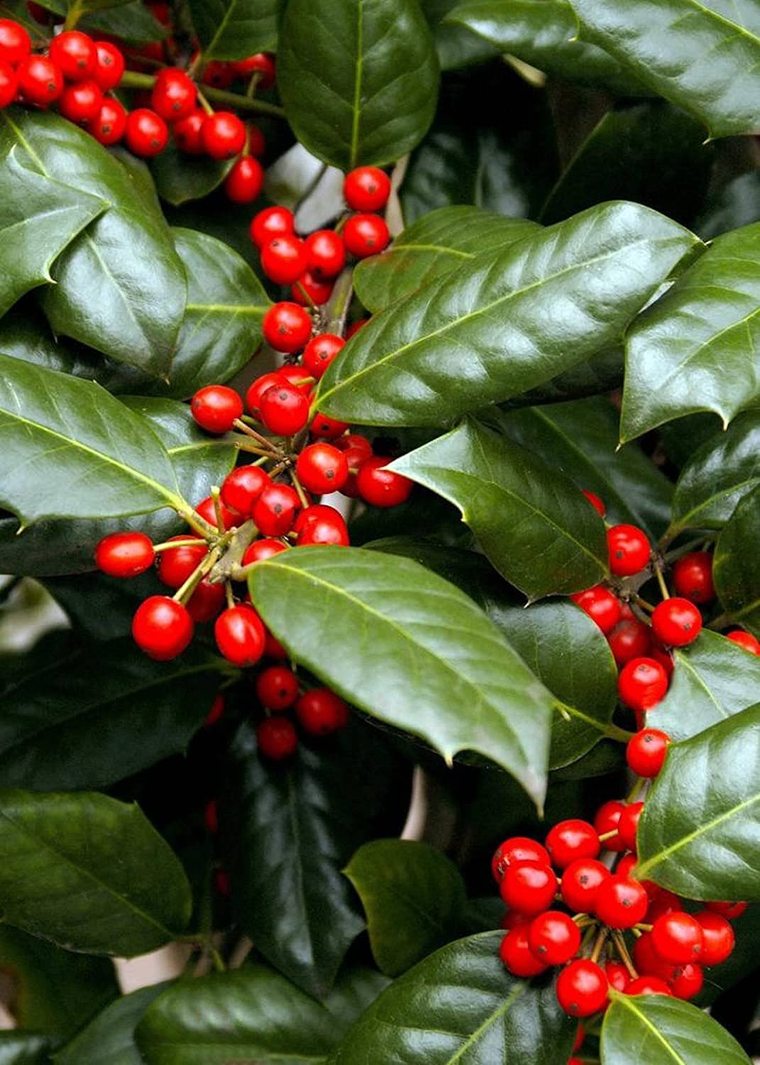 Nellie R. Stevens Holly - 3 Live Trees - Evergreen Privacy Plants