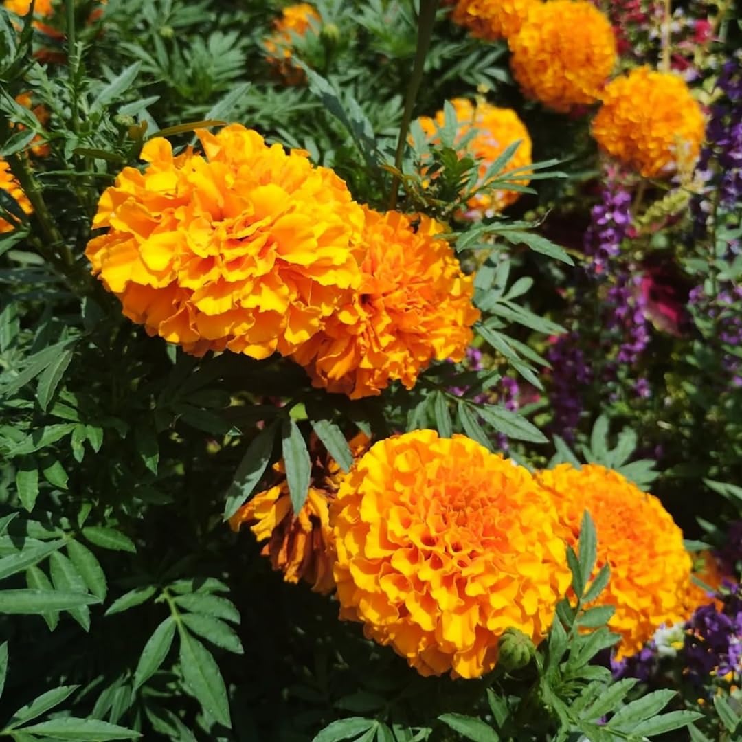 Set 2 Orange Marigold Live Plants, Marigold Plants Live Potted, Marigold Flowers Live Plants