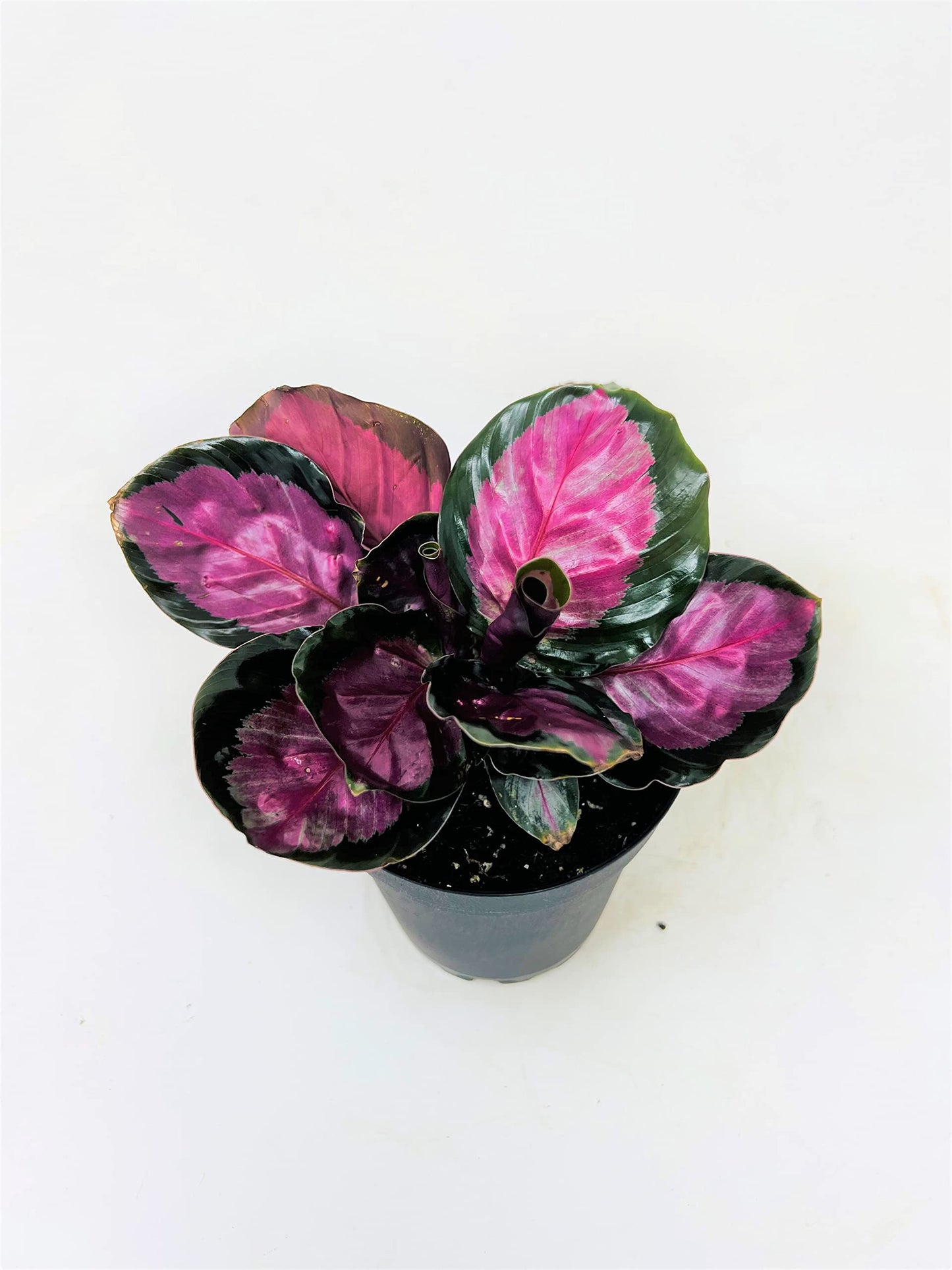 JM BAMBOO Calathea Roseopicta Rosy 4inch Growing Pot -by JMBamboo