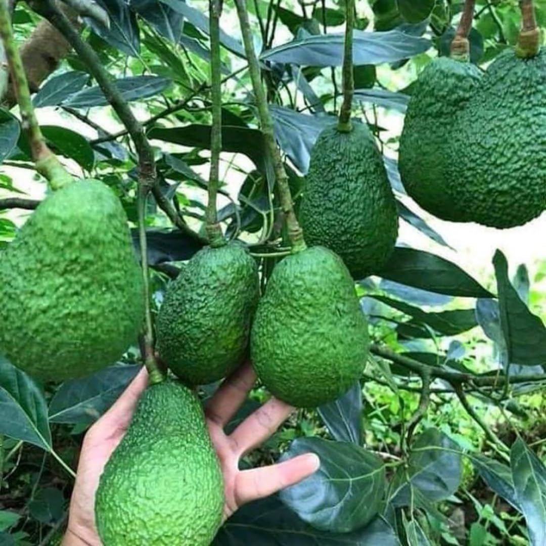 2 Years Old Avocado Tree Grafted, 1-2 Feet Tall in 3 Gallon Pot,Ready to Plant and Bear Fruit (Super HASS Dwarf)