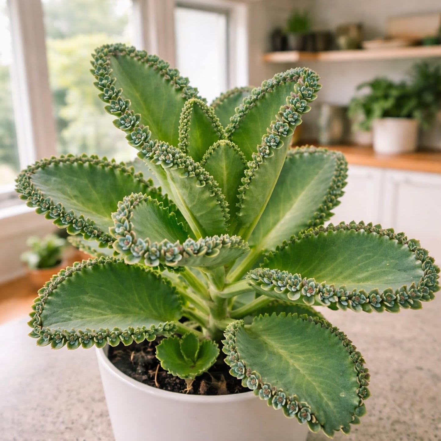 Pinnata Kalanchoe Starter Plant - 2 Inch Pot - Mother of Thousands