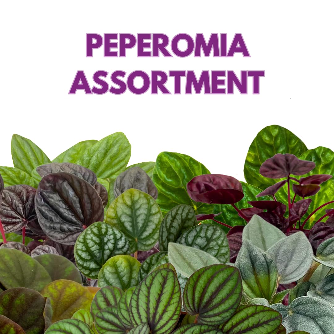 BubbleBlooms Peperomia Assortment Set of 3 in 2 inch pots
