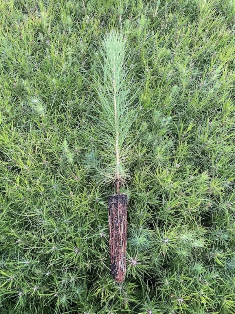 Loblolly Pine Tree Plants | 3 Live Seedlings | Pinus Taeda | Fast-Growing Evergreen for Landscaping | Ideal Plants for Large Spaces