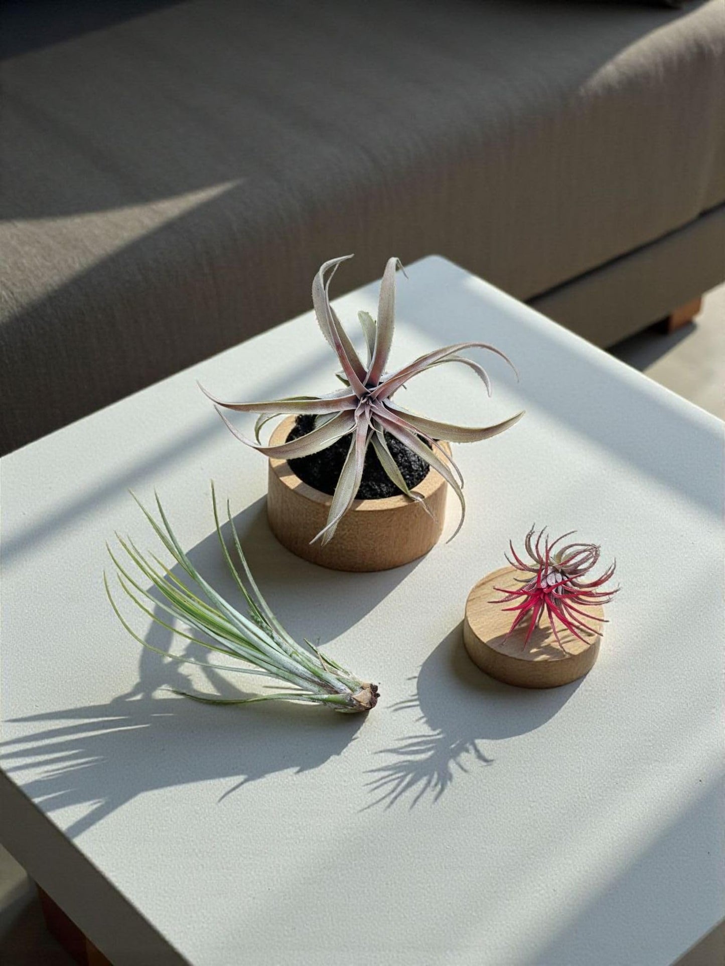 It Blooms - Live Air Plants - 8 Pack Assorted Tillandsia Collection - Easy Care Indoor Houseplants with 30 Day Guarantee