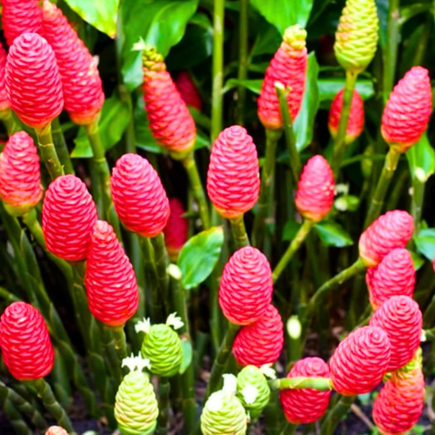 6 Awapuhi Shampoo Ginger Roots, Fresh Ginger Rhizomes to Grow, Zingiber Zerumbet Pinecone Ginger Lily Flowers