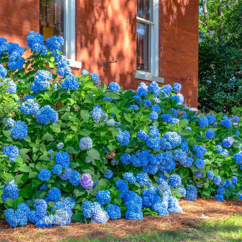 Hydrangea Live Plant, 6-12 Inch Tall, Hardy Flowering Shrub in 2.5" Pot, Outdoor Garden Hydrangea Bush (Blue Hydrangea)