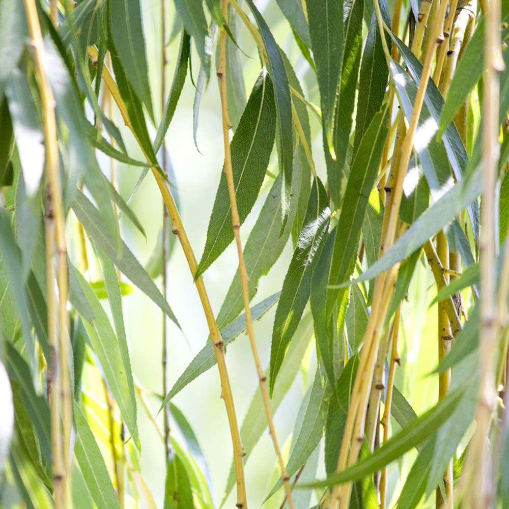 Weeping Willow 5-6'