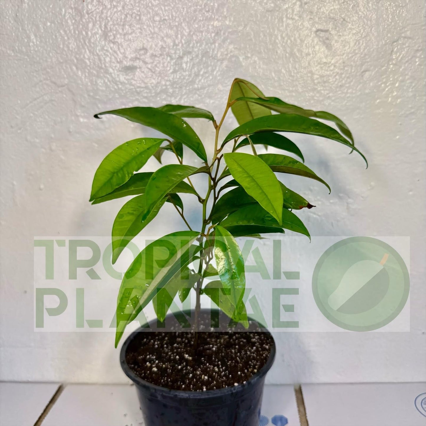 Caimito Tree (Chrysophyllum cainito) – Star Apple Live Tropical Fruit Plant 1–2 ft Tall TROPICALPLANTAE
