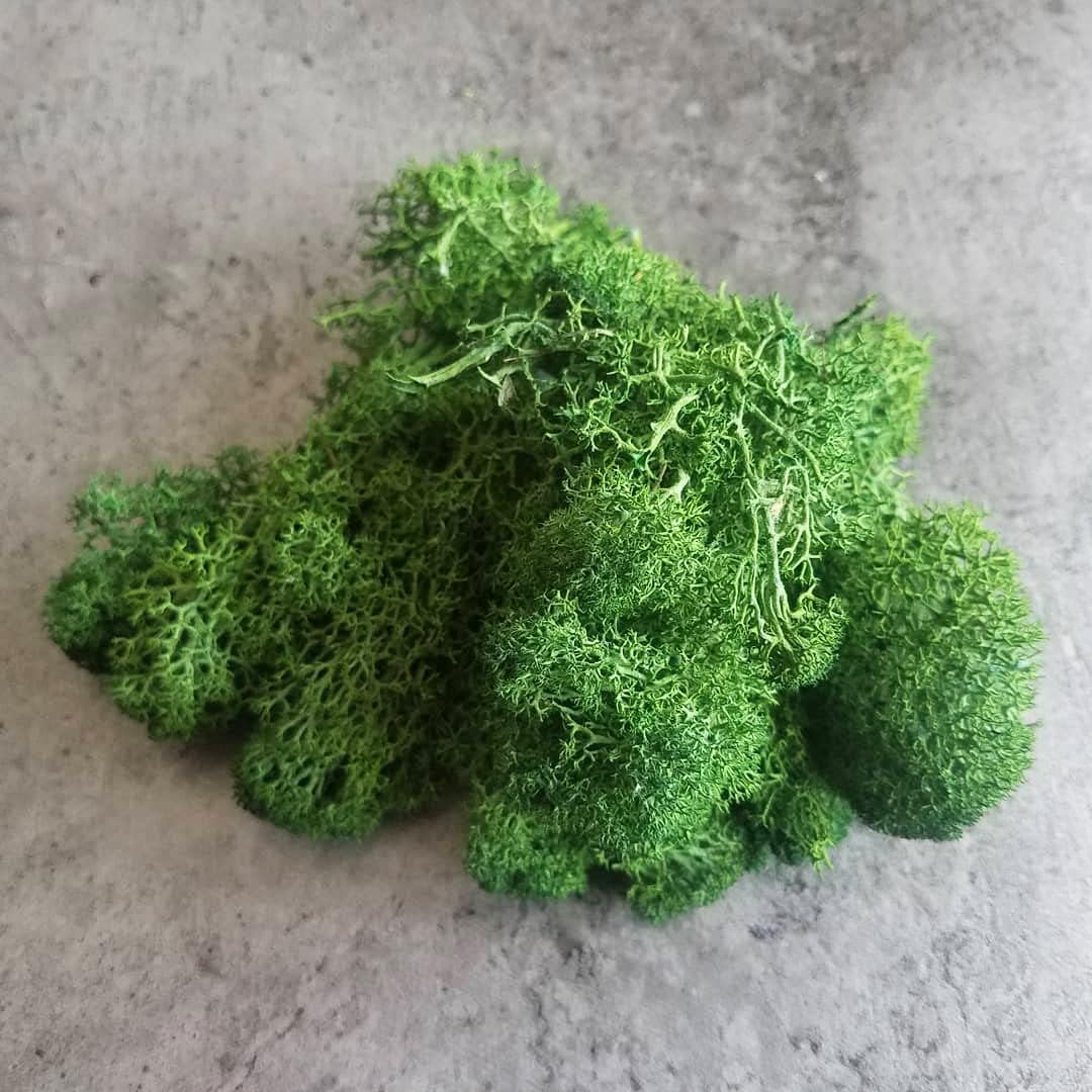 Prefleur Preserved Reindeer Craft Moss Natural Green DIY Kit Gardenning Art Wall Decor Florist Easter Table Decor Wedding Decor (0.85lb)(Green-02)