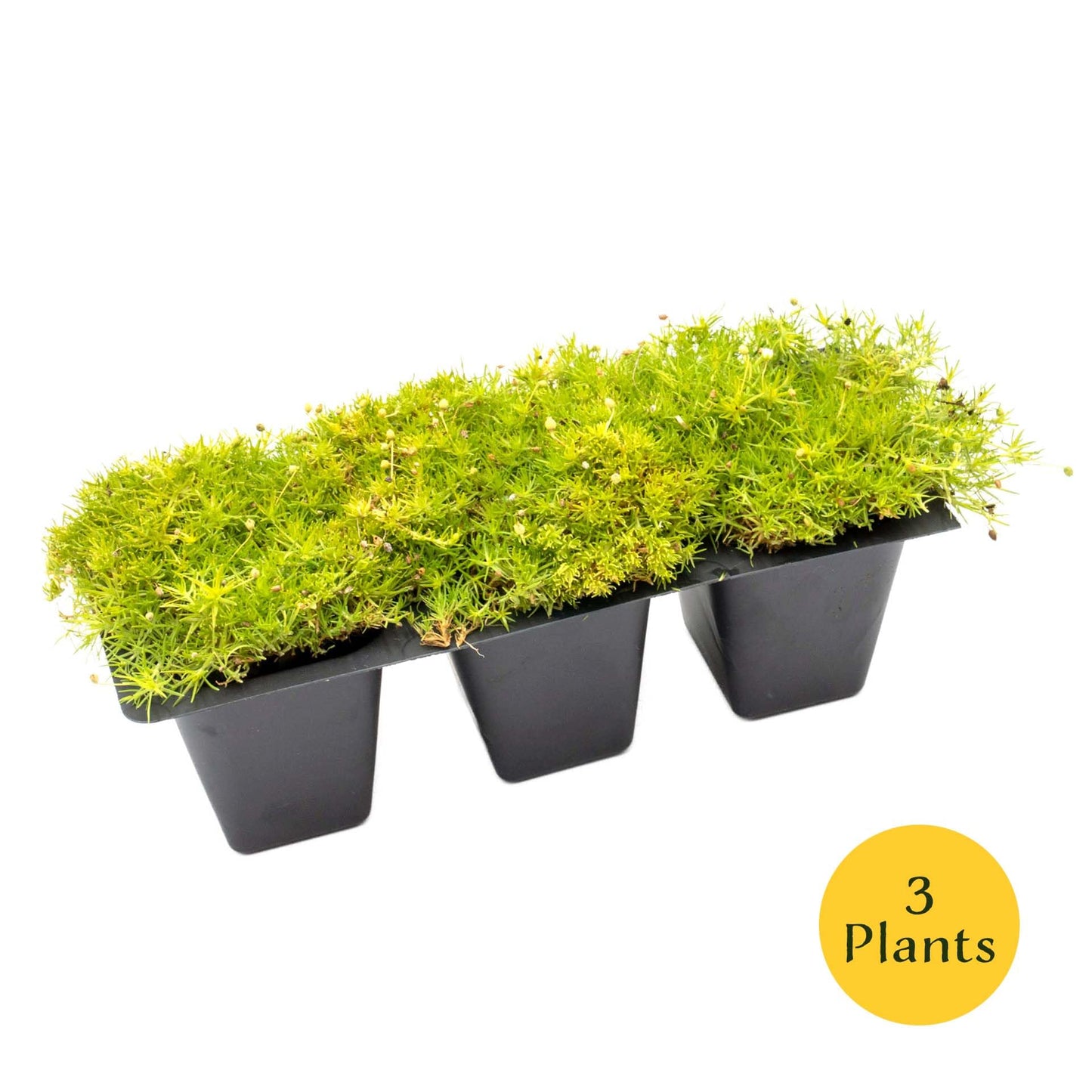 3 Scottish Moss – Soft Golden Evergreen Groundcover for Rock Gardens, Pathways & Containers (Sagina subulata ‘Aurea’) in 2.5″ Cubes, Live Plants