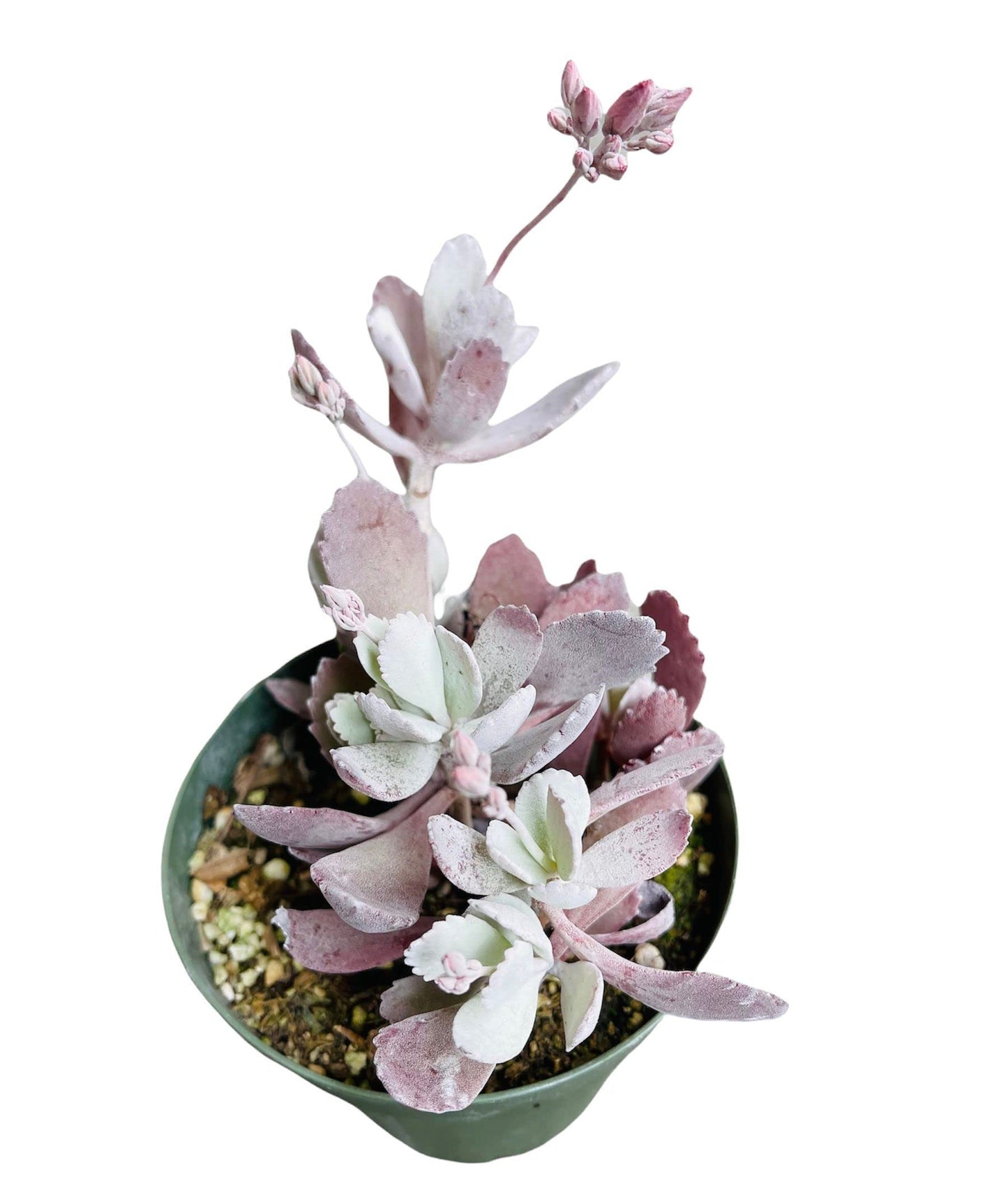 FOLIAGEMS Live Succulent Cactus Plants from USKC (4" Pot) (Kalanchoe Pumila)