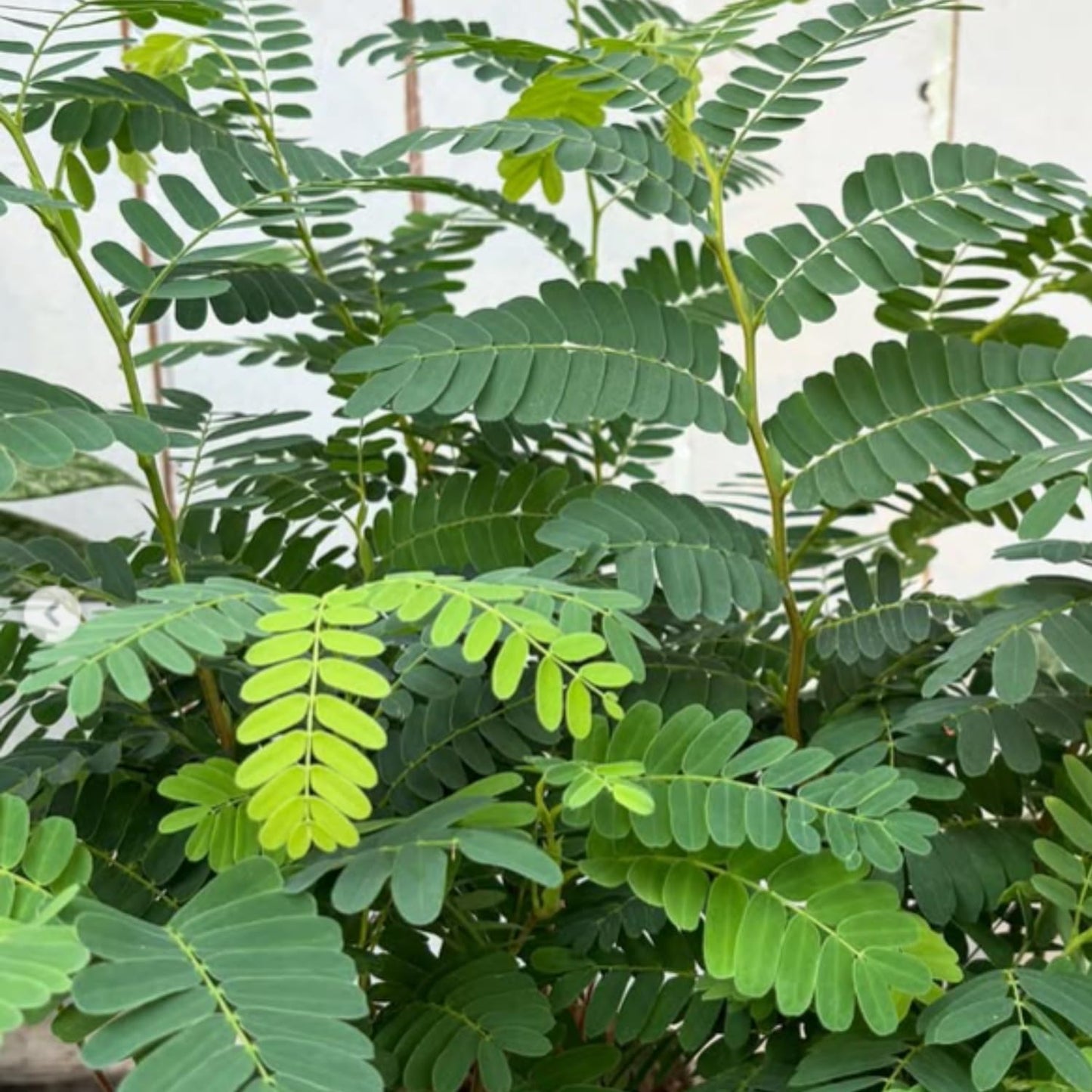 Tamarind Tree Live Plant, Edible Fruit Tree, 4 Inches Pot, Tamarind Plant Outdoor Garden