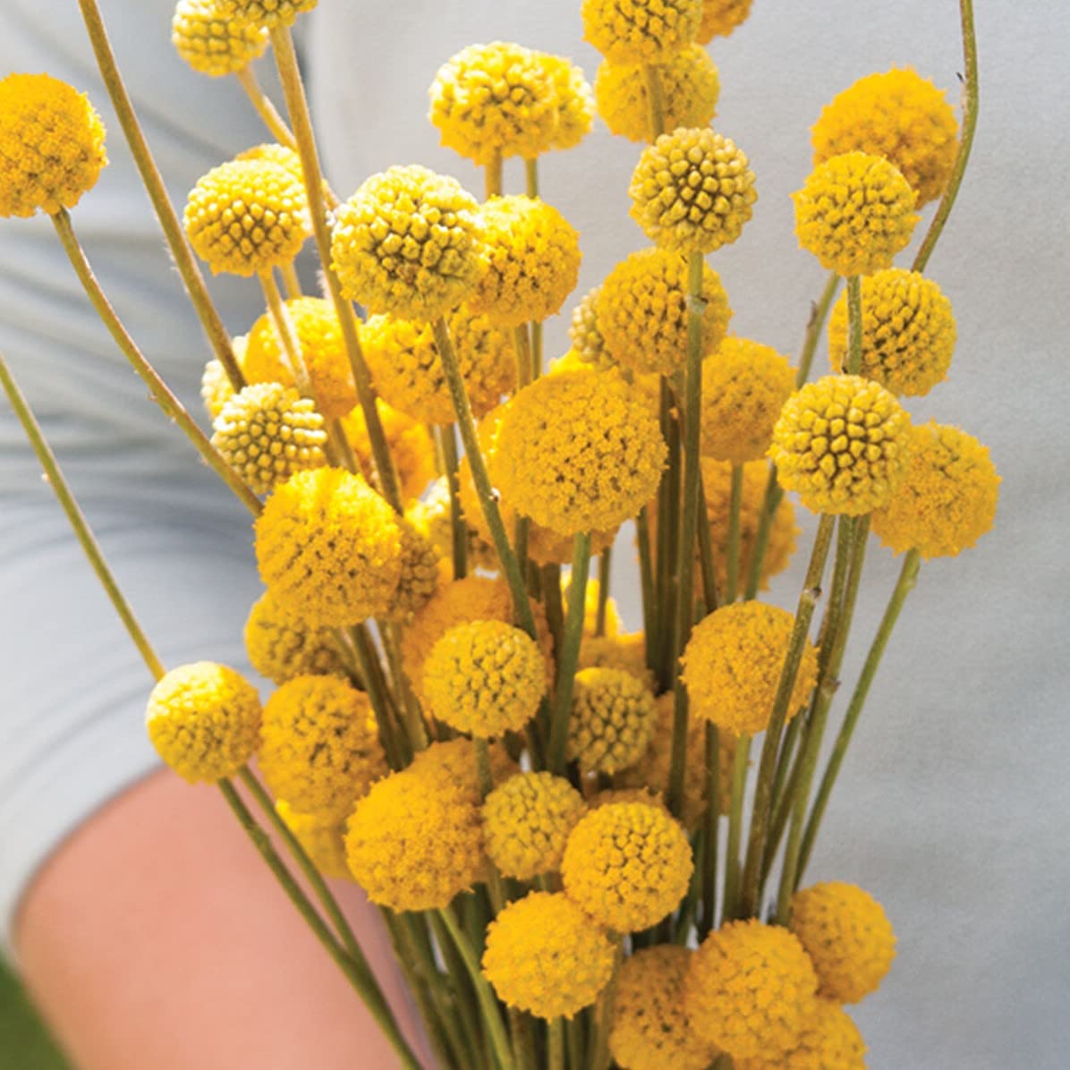 Palm Beach Medicinal Herbs - Sun Ball Craspedia (Craspedia globosa) - Packet of 30 Seeds