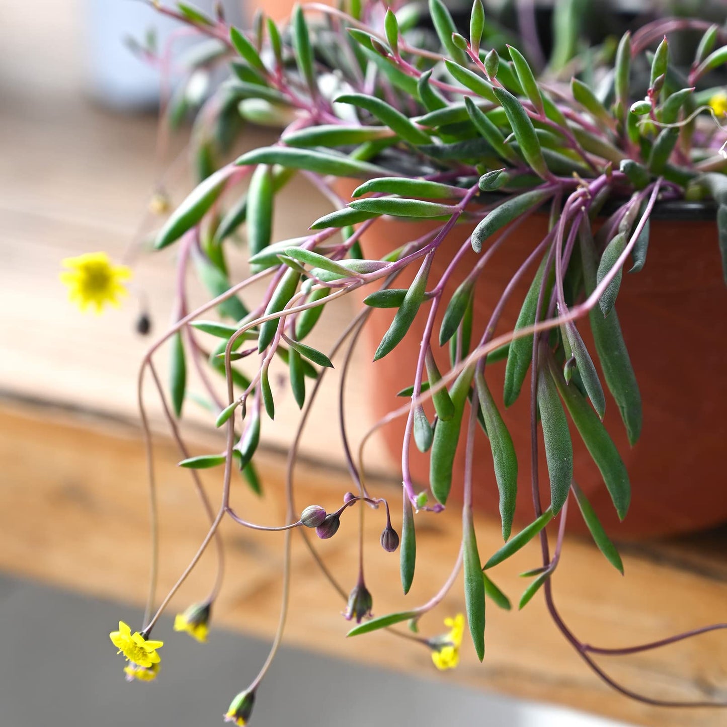 Sprout N Green Ruby Necklace, Othonna capensis L.H.Bailey Live Succulent Rooted in 4" Pot, Purple Hanging Trailing Plant for Home Office Wedding Decoration DIY Project Party Favor, Pet Friendly