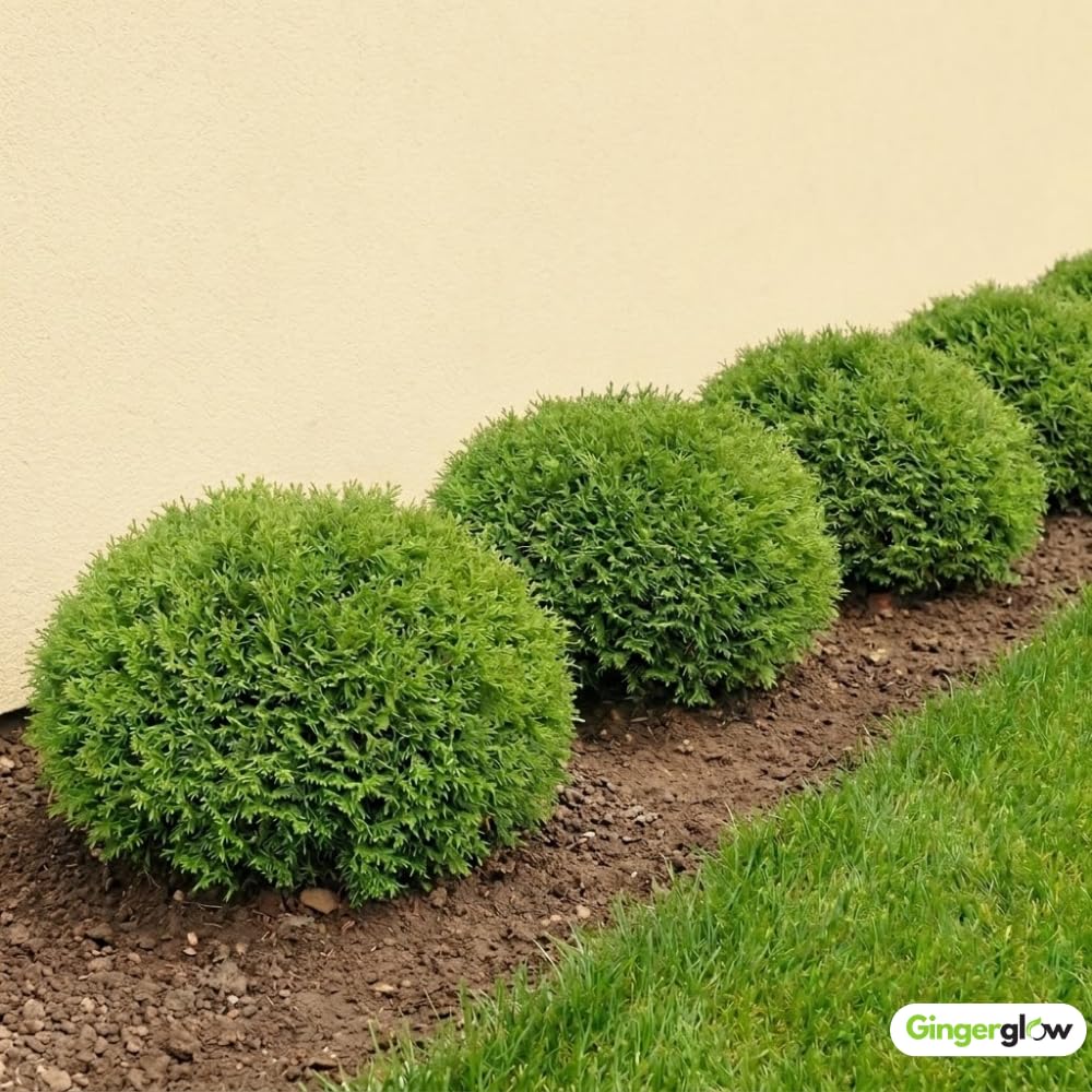 Mr Bowling Ball Live Plant in Quart Pot, 4-6 Inch Tall Arborvitae Shrub, Easy to Grow, Compact Dwarf Evergreen, Ideal for Borders, Containers & Garden Spaces