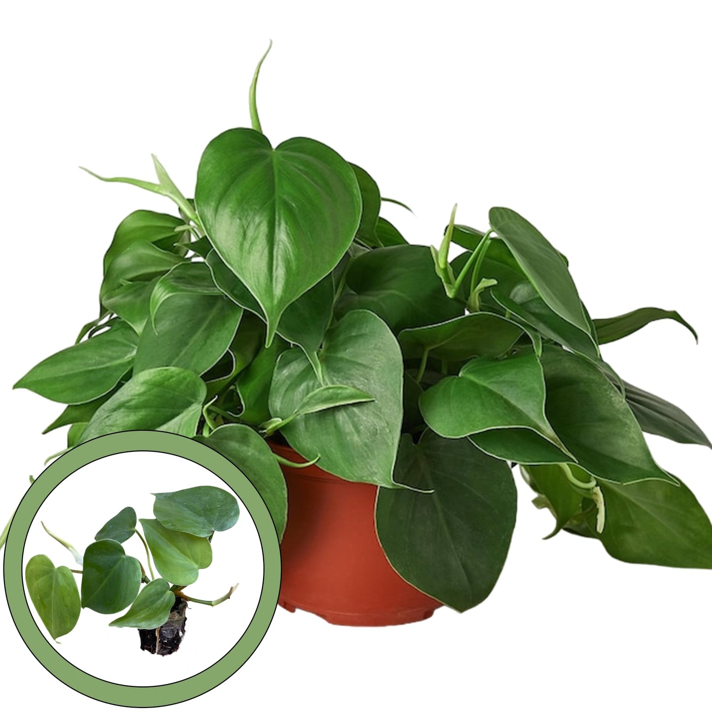 Generic Philodendron Hederaceum “Heart Leaf” Starter Plant, Natural