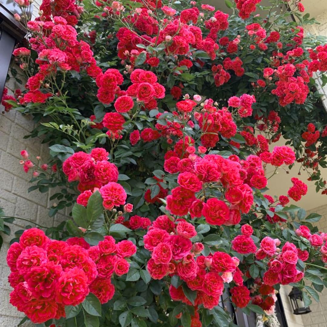 Fragrant Climbing Rose Live Plant, Well Rooted 5-9" Tall, No Leaf, Indoor Outdoor Climber, Rose Bush, Hybrid Tea Rose Like (Deep Red Pink)