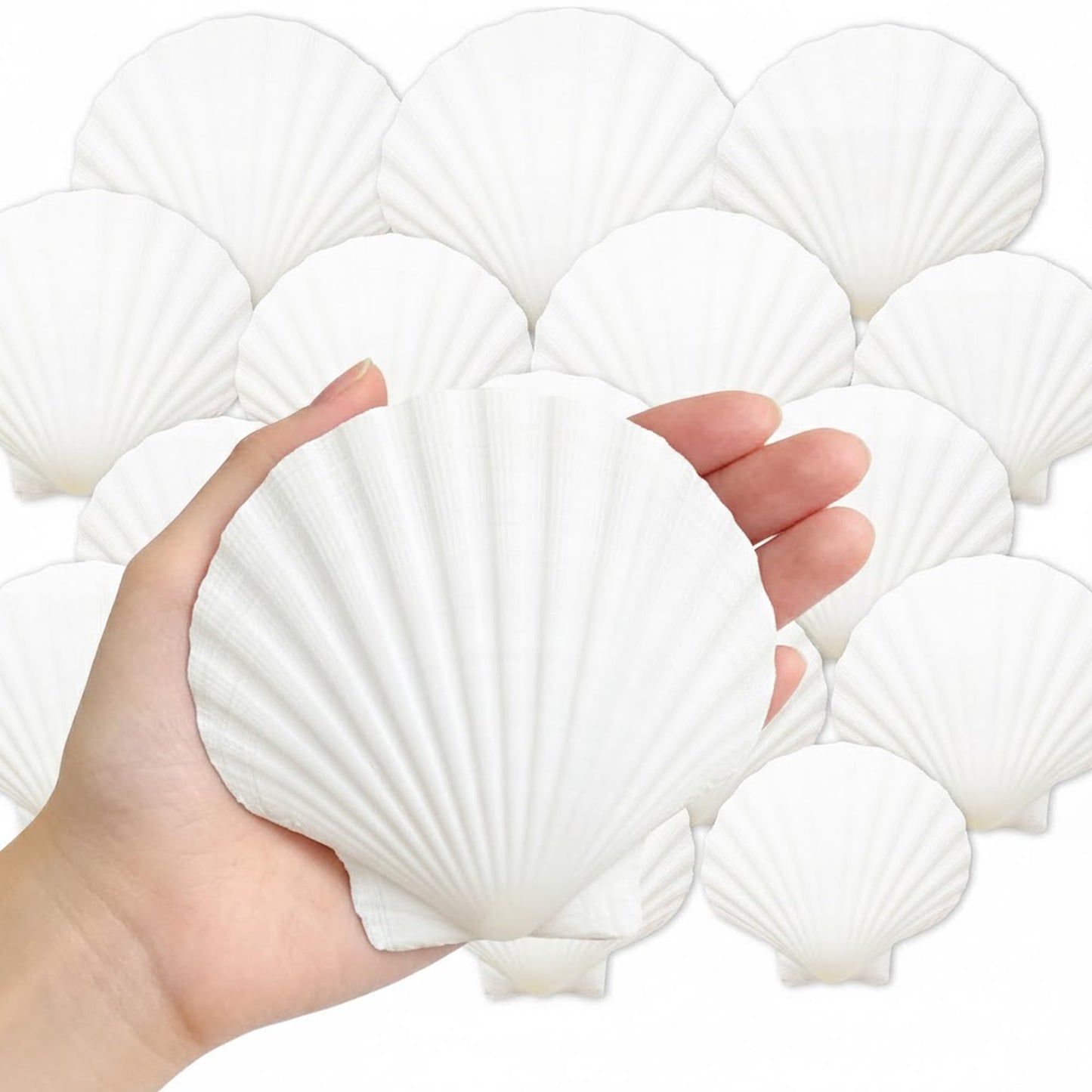 Denking 30 PCS Scallop Shells Mixed Sizes 3–5 Inch Natural White Seashells 3"-3.5" 3.5"-4" 4"-5" for DIY Painting, Craft, Baking, Beach Wedding & Home Decor(30PCS 3 Sizes Mixed)