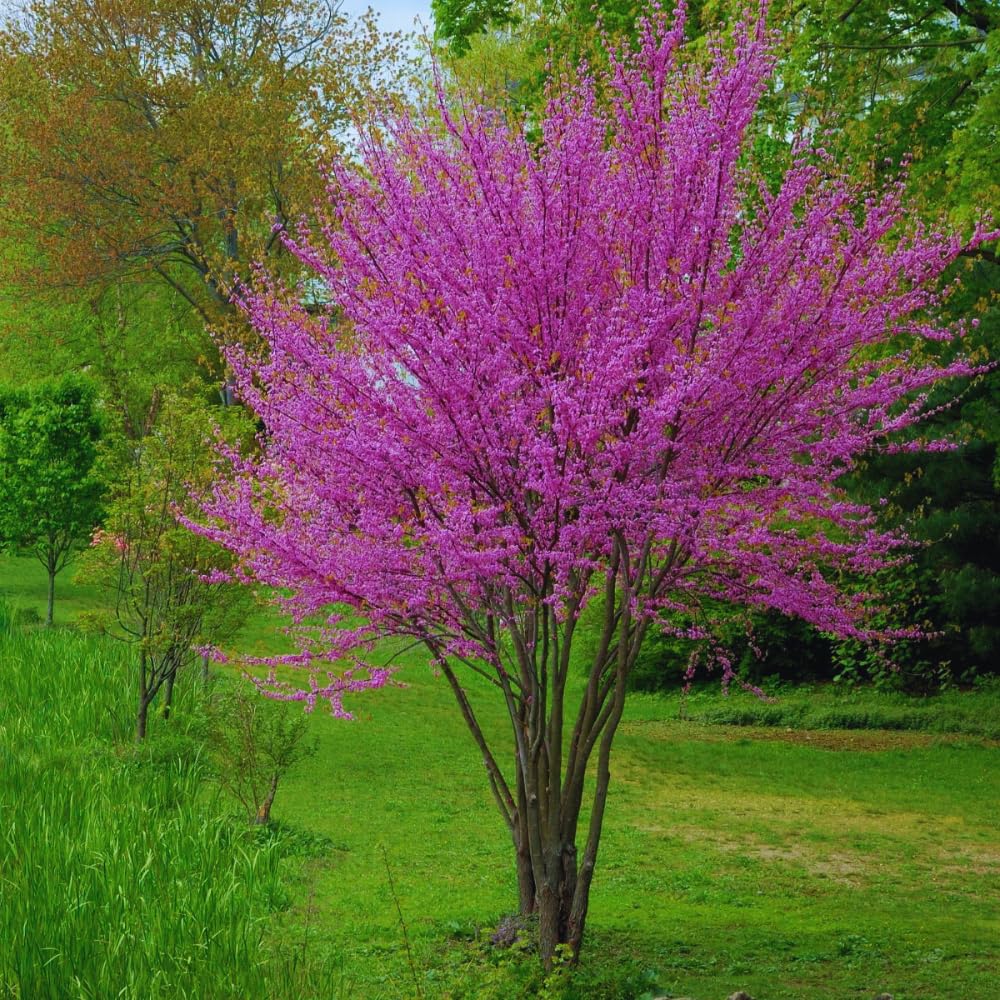 02 Eastern Red Bud Trees Live Plants, 6-12" in Tall for Spring Planting, Redbud Tree Live Zones 5-9