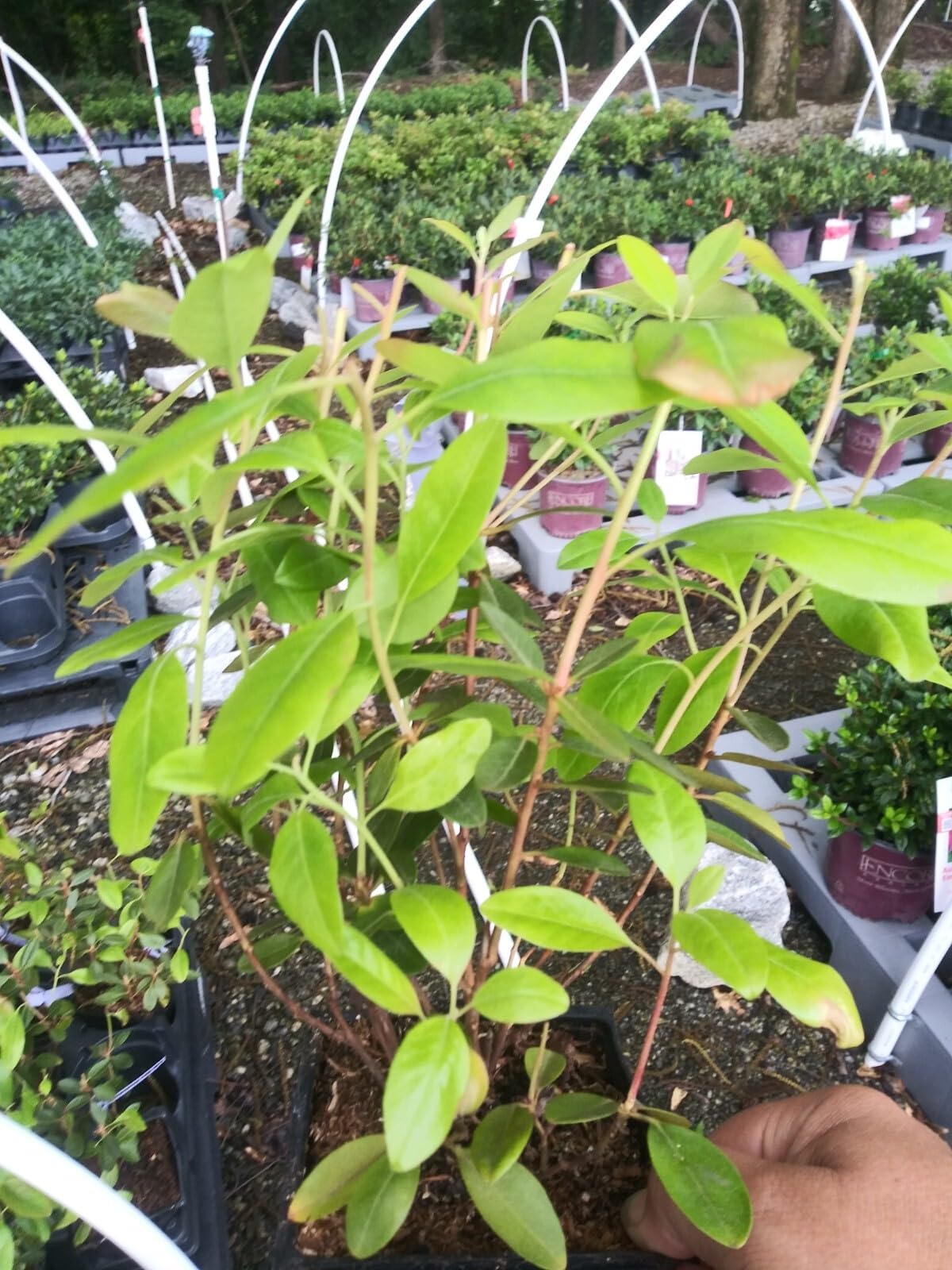 Live Plant - Pjm Elite Lavender Rhododendron - Live Plant - (1 Qt)