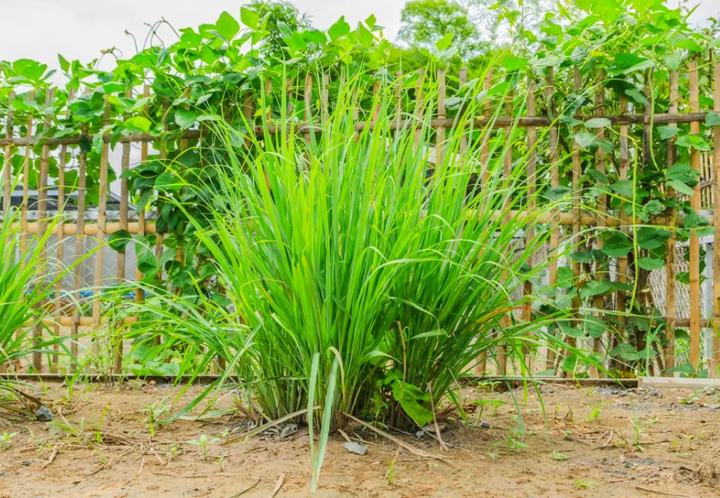 4 Lemongrass Plants Well Rooted, Live Lemongrass for Planting 5 to 7 Inch