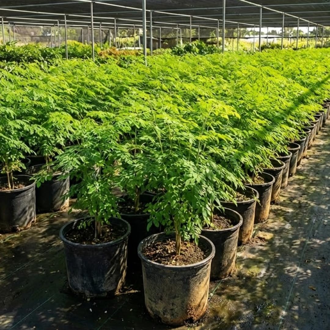 Established Moringa Plant Live Tree 2-3 Feet Tall in 1 Gallon Pot, Malunggay Plant Live, Moringa Oleifera Tree Plant Live, Drumstick Horseradish