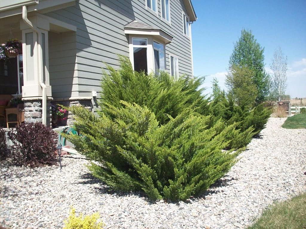 Sea Green Juniper - 1 Live Gallon Size Plant - Juniperus Chinensis - Drought Tolerant Cold Hardy Evergreen Border Screening Shrub