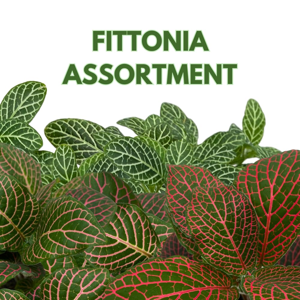 BubbleBlooms Fittonia Assortment 2 inch Pots Set of 3 Never Plant