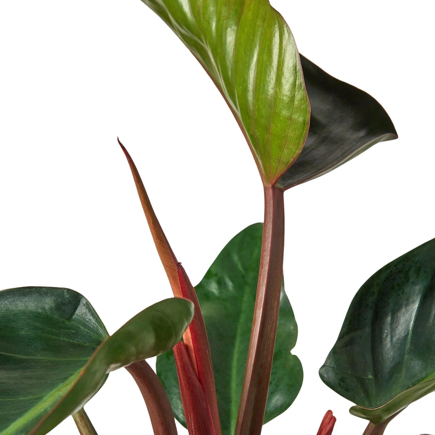 Philodendron 'Congo Rojo' in 4in Pot - Live Plants Tropical Houseplants | Variegated | USA Growers | The Snobby Leaf