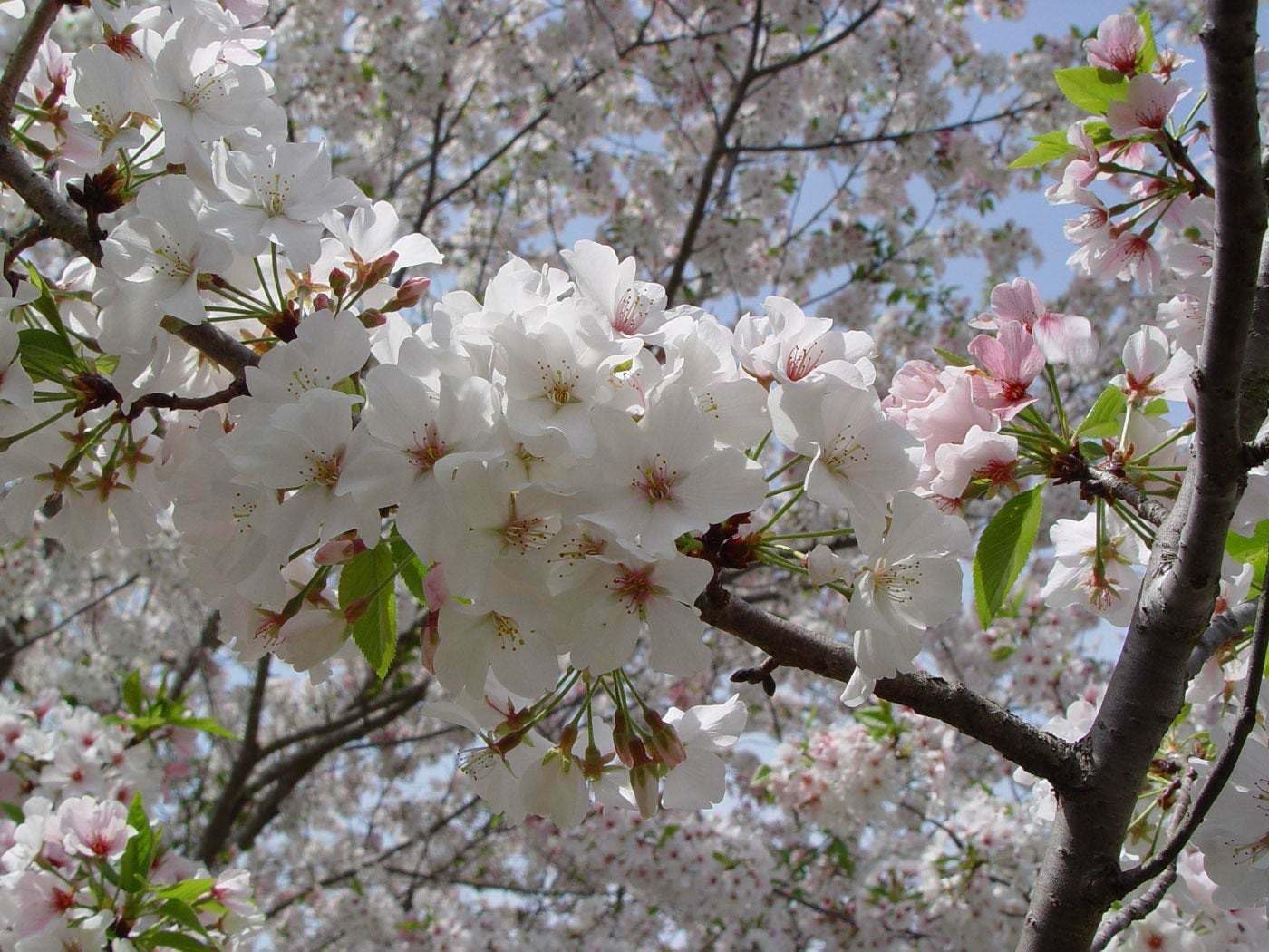Live Plant - Snowgoose Flowering Cherry Tree - Live Plant - 6-14" Tall Seedling - 2.5" Pot