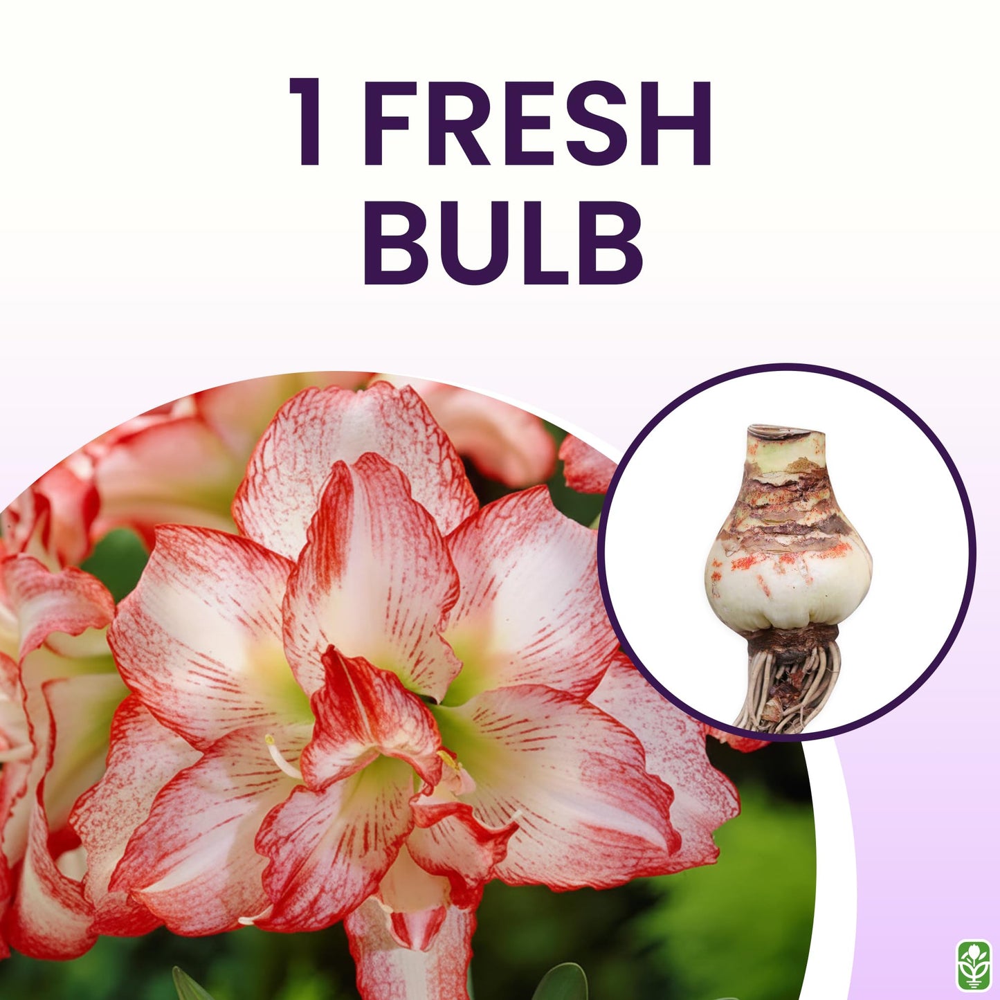 Blossom Peacock Amaryllis Bulb Double White with Red– Large Bulb for Planting, 4-8 Blooms, 16–24" Tall – Elegant Indoor & Outdoor Plant – Low-Maintenance Amaryllis Bulb (Not in Wax)
